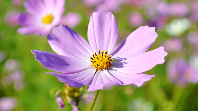 Обои картинки фото цветок, цветы, космея, красивый, солнце, макро