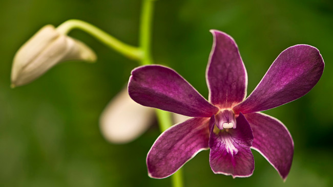 Обои картинки фото цветы, орхидеи, бутон