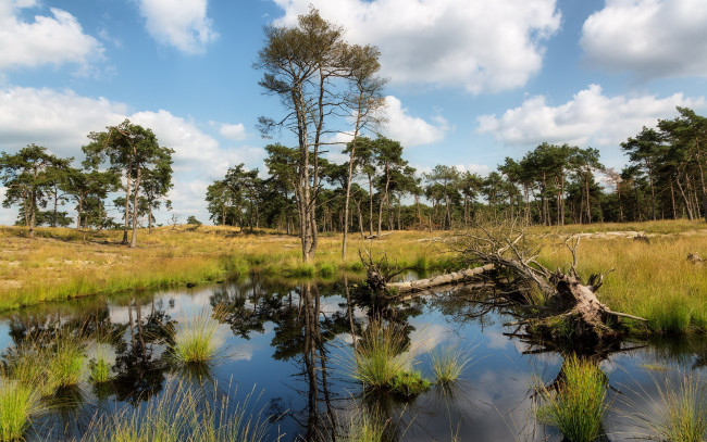 Обои картинки фото природа, реки, озера, озеро, лето, деревья