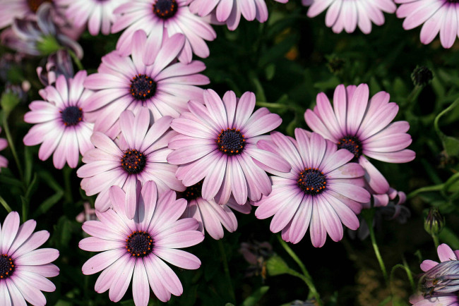 Обои картинки фото диморфотеки, цветы