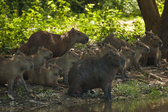Обои картинки фото капибары, животные