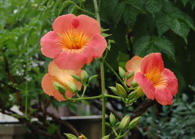 Обои картинки фото цветы, кампсис, текома, капли, бутоны