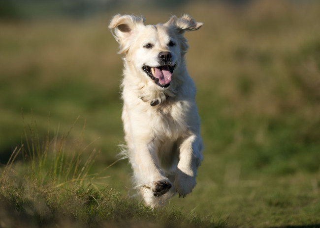 Обои картинки фото животные, собаки, golden, retriever, голден, ретривер, настроение