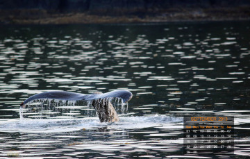 Картинка календари животные кит вода