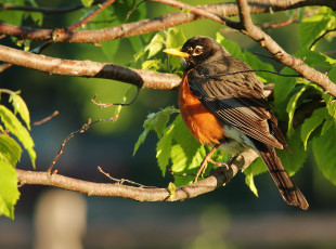 Картинка животные снегири листья птица ветка
