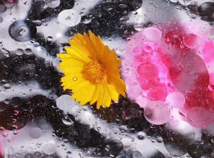 Картинка цветы жёлтый капли