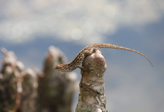 Картинка животные Ящерицы +игуаны +вараны сук хвост ящерица