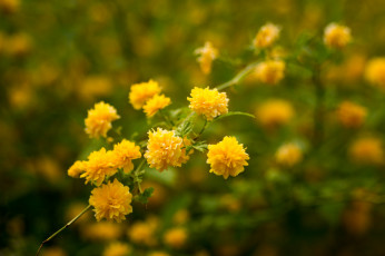 обоя цветы, керия японская, керия, японская, цветение, желтая, ветка