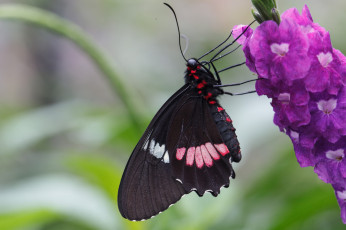 Картинка животные бабочки цветы макро бабочка