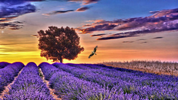 Картинка рисованные природа дерево лаванда цветы поле
