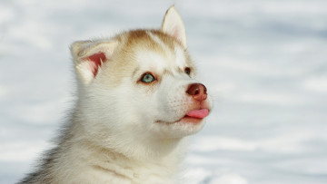 Картинка животные собаки взгляд щенок