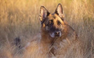 Картинка животные собаки лето друг взгляд собака