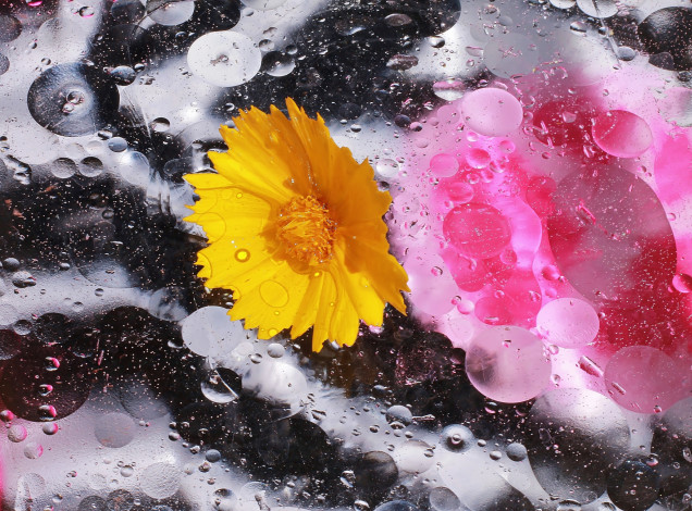 Обои картинки фото цветы, жёлтый, капли