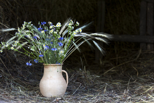 Обои картинки фото цветы, луговые , полевые,  цветы, колосья, васильки, ваза, сено, ромашки