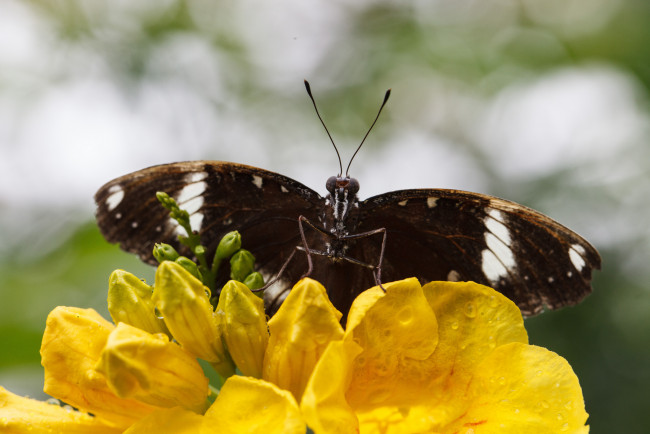 Обои картинки фото животные, бабочки, цветы, макро, бабочка