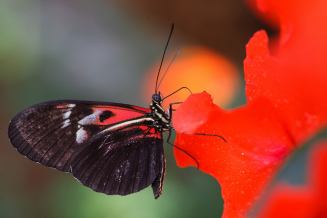 Обои картинки фото животные, бабочки, цветы, макро, бабочка