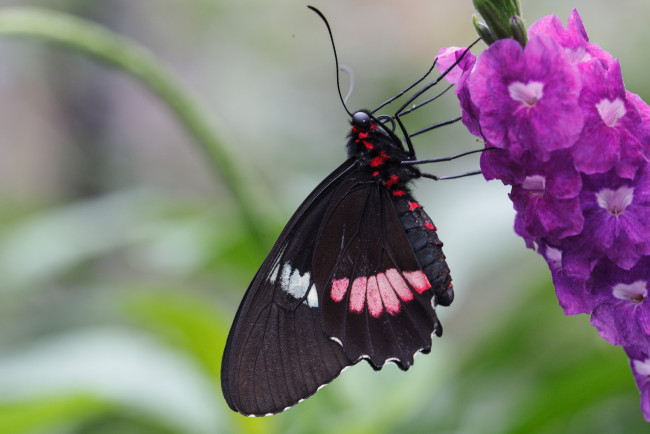 Обои картинки фото животные, бабочки, цветы, макро, бабочка