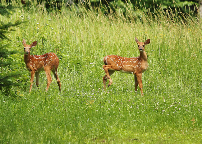 Обои картинки фото животные, олени, трава, оленята, зелень, пара, луг
