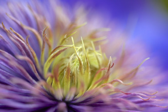 Картинка цветы клематис+ ломонос цветок макро клематис