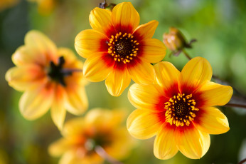 Картинка цветы георгины рябые