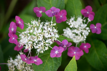 Картинка цветы гортензия макро