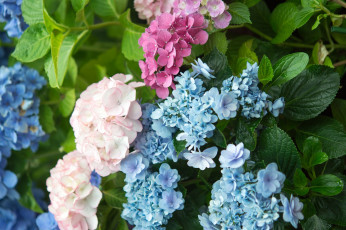 Картинка цветы гортензия макро
