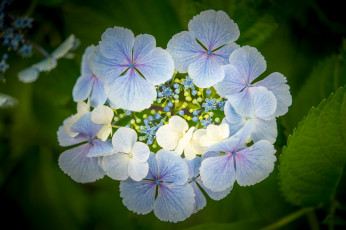 Картинка цветы гортензия сиреневый макро