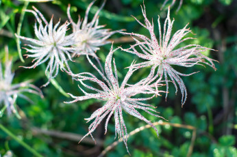 Картинка цветы макро