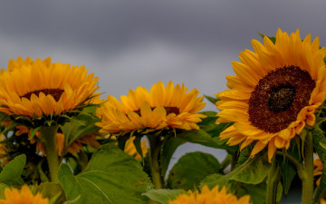 Картинка цветы подсолнухи поле солнышки