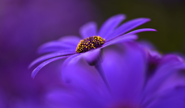 Обои картинки фото цветы, аизовые, размытость