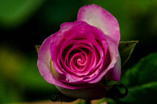 Обои картинки фото цветы, розы, бутон, роза, макро