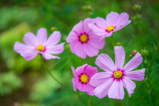 Обои картинки фото цветы, космея