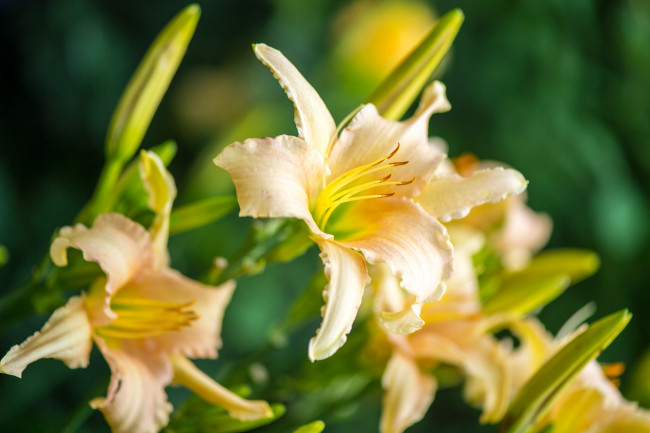 Обои картинки фото цветы, лилии,  лилейники, жёлтые