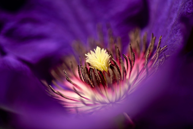 Обои картинки фото цветы, клематис , ломонос, клематис, макро, цветок