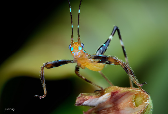 Обои картинки фото животные, кузнечики,  саранча, лист, кузнечик, фон, макро