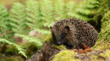 Картинка животные ежи ёж