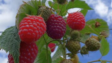 Картинка природа Ягоды малинка