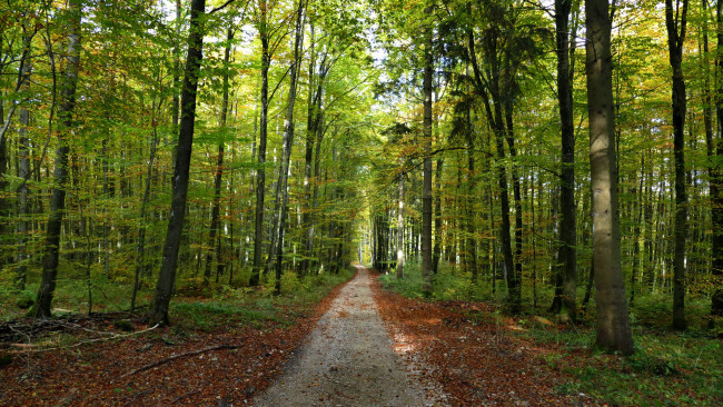 Обои картинки фото природа, дороги, тракт