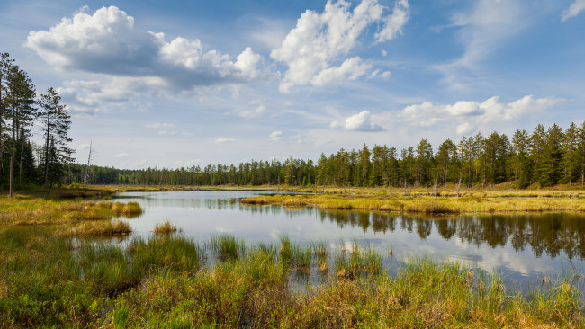 Обои картинки фото природа, реки, озера, река, лес