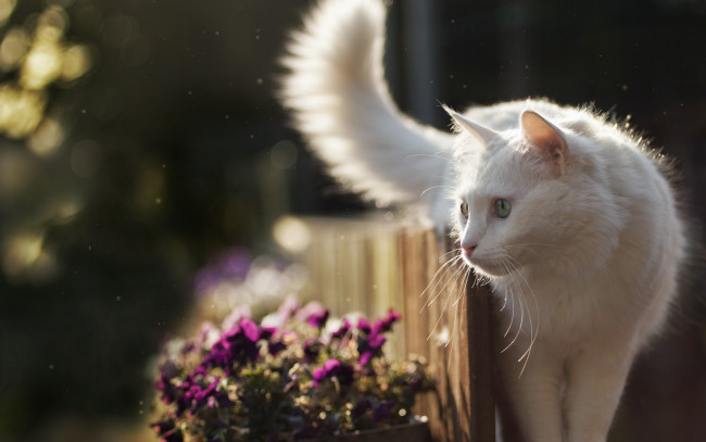 Обои картинки фото животные, коты, фон, взгляд, кошка