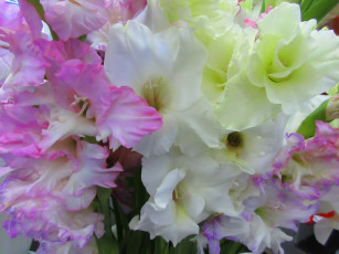 Картинка цветы гладиолусы