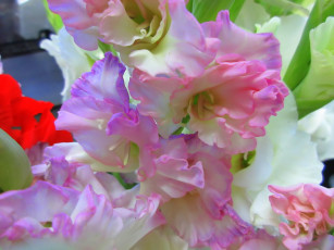 Картинка цветы гладиолусы