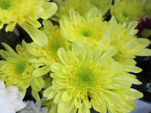 обоя цветы, хризантемы, жёлтые