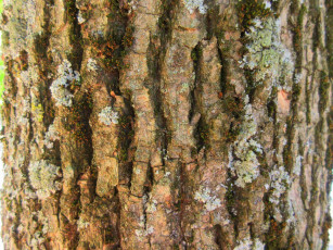 Картинка разное текстуры кора