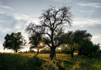 Картинка природа деревья простор