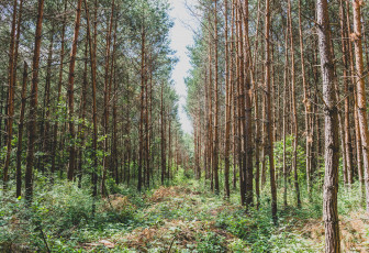 Картинка природа лес простор