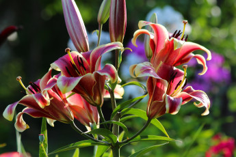 Картинка цветы лилии +лилейники природа лето красота дача цветение