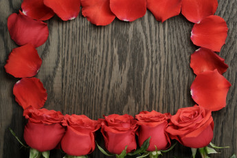 Картинка цветы розы красный цвет