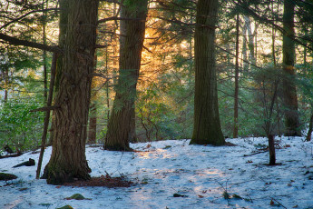 Картинка природа лес простор