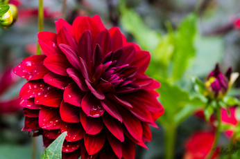 Картинка цветы георгины георгина цветение цветок